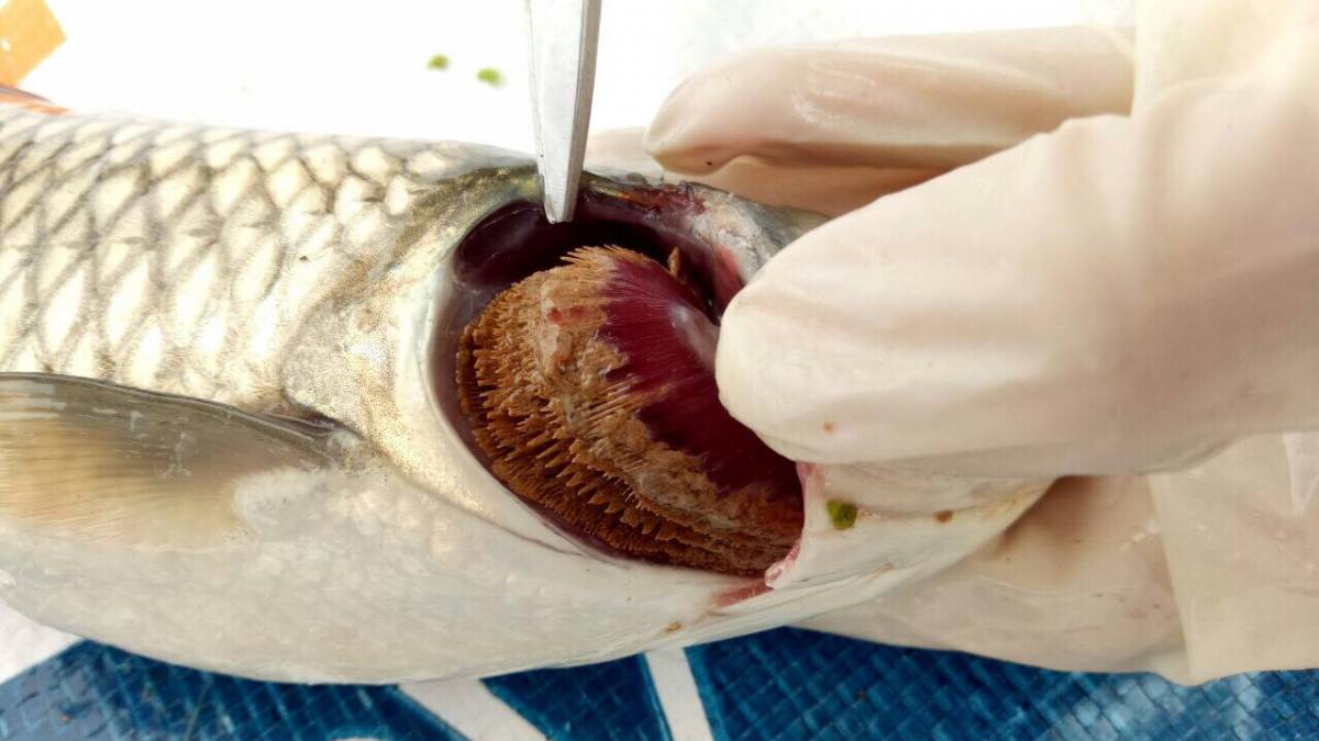 Cách phát hiện, phòng và trị bệnh thối mang cá