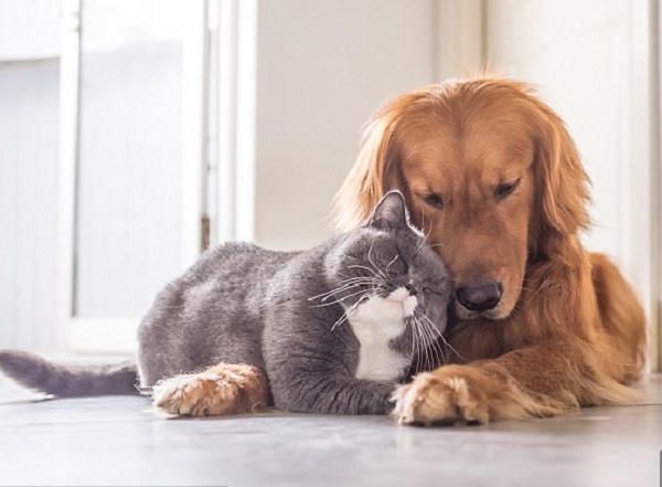 Hãy chăm sóc sức khỏe cho thú cưng của bạn bằng cách biết cách phòng chống và điều trị bệnh Cà Rê trên chó mèo. Hãy xem hình ảnh liên quan để tìm hiểu thêm về cách chăm sóc chó mèo yêu của bạn!