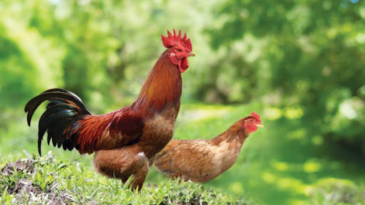 Nguyên nhân và cách chữa trị bệnh hen khẹc ở gà