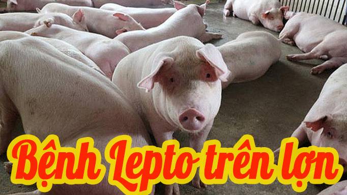 Triệu chứng bệnh Lepto ở lợn là gì?
