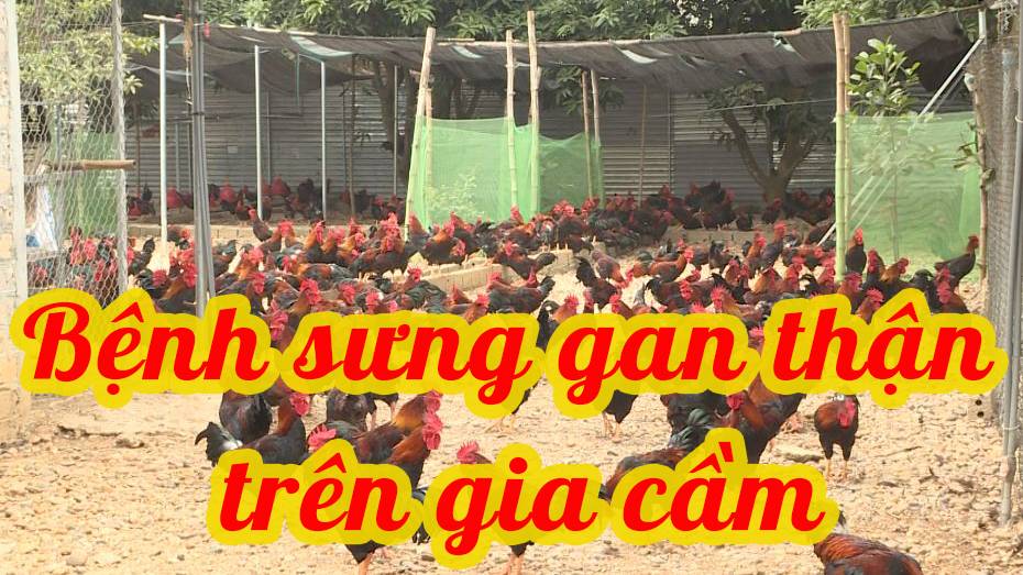 Làm thế nào để bảo vệ sức khỏe thận của gà?
