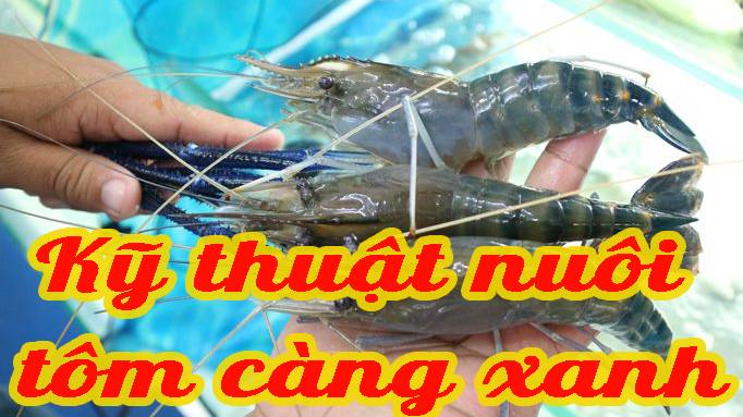 cách nuôi tôm càng xanh