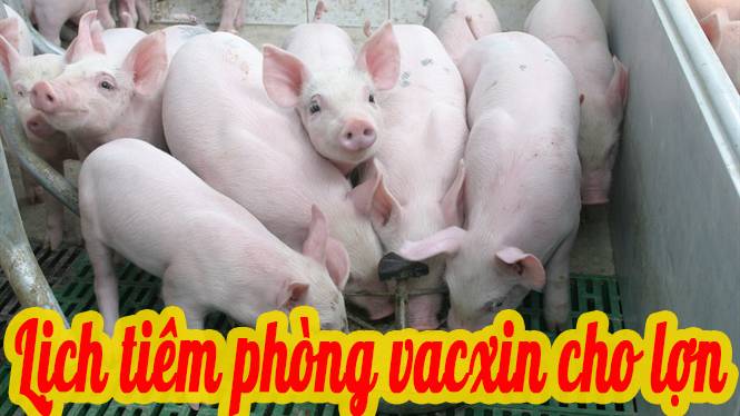What is the vaccination process for piglets?