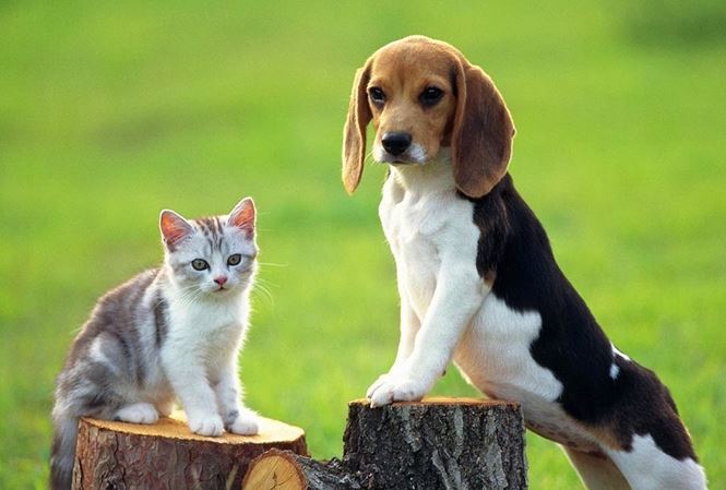 Bệnh viêm phổi chó mèo là một căn bệnh nguy hiểm đối với các thú cưng của bạn. Hãy cùng chăm sóc và bảo vệ sức khỏe cho chúng. Với sự chăm sóc đúng cách và lối sống lành mạnh, bạn hoàn toàn có thể giúp chúng sống khỏe mạnh mãi mãi.