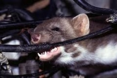 Chuột cắn là nguyên nhân gây ra mất nguồn của máy điều hòa