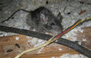 Điều hòa mất nguồn do bị chuột cắn rất nguy hiểm cần sửa ngay